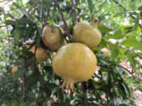 Granatapfel in Puból 