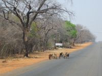 Ziegen auf dem Weg zum Flughafen Victoria Falls
