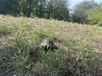 IMG_9768.jpeg