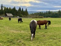 12. Tag – Jasper bis Clearwater – Ausflug in den Wells Gray Park – Abendessen auf der Wells Gray Ranch