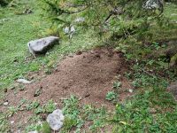 Wanderung auf der Schwägalp (Ameisenhaufen)