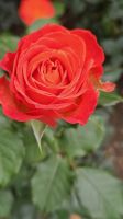 Blumeninsel Mainau (10).jpg