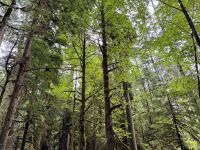 14. Tag – Whistler bis Tofino – Spaziergang durch den Cathedral Cove im MacMillan Provincial Park