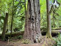 14. Tag – Whistler bis Tofino – Spaziergang durch den Cathedral Cove im MacMillan Provincial Park