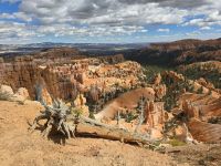 Hoodoos im Bryce Canyon