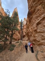 Hoodoos im Bryce Canyon