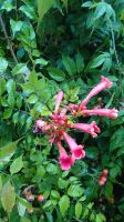 89 Rote Klettertrompete, Arley