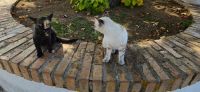 Maratea, Katzen an der Pilgerkirche 