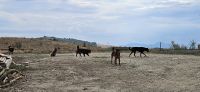 Freundliche Hunde unterwegs 