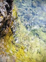 Kleine Fische am Schwimmbad