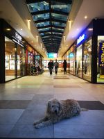 Er fühlt sich wie daheim - die Strassenhunde sind registriert