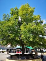 Die Linden bieten ein wohltuender Schatten - Cetinje 