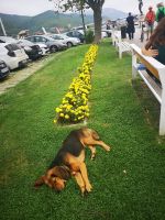 Schöner Abschluß vom Blumenbett 