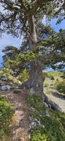 Panzerkiefer im Pollino Gebirge 