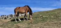 Pferde im Pollino Gebirge 