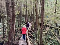 15. Tag – Tofino & Pacific Rim National Park – Spaziergang durch den Regenwald