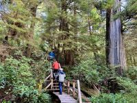 15. Tag – Tofino & Pacific Rim National Park – Spaziergang durch den Regenwald