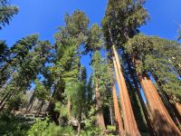 Sequoias, Riesenmammutbäume im Yosemite Nationalpark