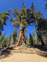 Giant Grizzly, ältester Riesenmammutbaum im Yosemite Nationalpark