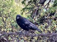 Unser Gluecks-Begleiter der Rabe