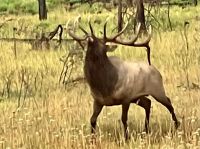 Er zeigt sich in allen Formen, der Bast quält ihn noch