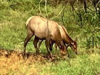 Wapiti-Damen in Jasper