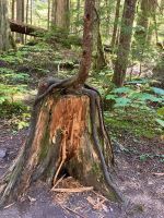 Dieser junge Baum hat Heimvorteil