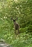 ein Reh (hat es einen Esel verschluckt ?)