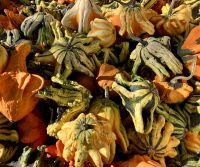 Auch das sind Kuerbise