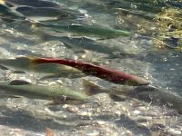 Der Sockey unter Chinook Lachse