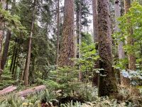Erster Urwald Cathedral Grove auf dem Weg nach Tofino