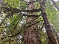 Riesen Douglasie in Cathedral Grove