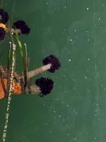 Wasserpflanzen am Steg