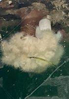 Lustige Wasserpflanzen am Steg in Tofino