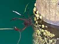 Der Krebs will diese Alge 