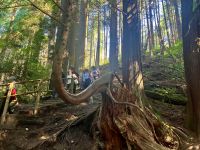 Wanderung im Capilano Park North Vancouver