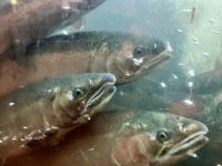 In der Lachsaufzucht