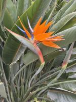 Sintra (1)