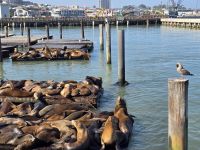 Fischermanns Warf in San Francisco