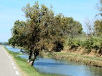 Kanal in der Camargue 