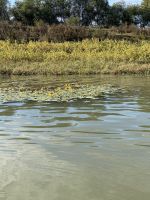 Mummeln und Wassernüsse