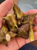 Früchte der Wassernuss