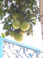 Grapefruit 