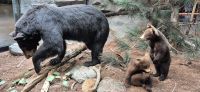 055 Schwarzbären im Museum