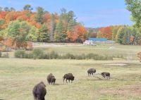 089 Bisons im Gelände