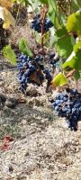 Weintrauben Rotwein