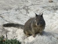 Pebble Beach - Erdhörnchen 