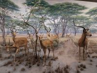 New York - American Museum of Natural History