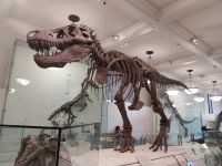 New York - American Museum of Natural History