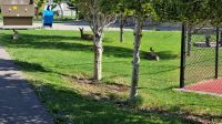 Waterton Park - Mule Deer (Maultierhirsche) im Ort